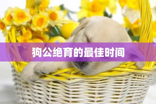 狗公絕育的最佳時間