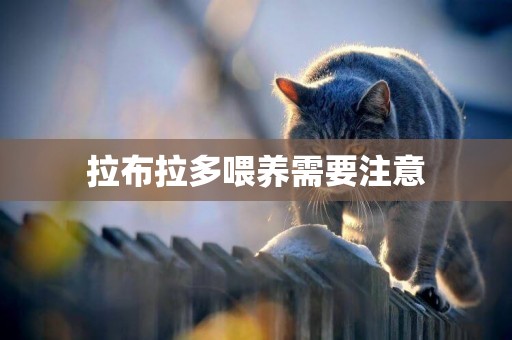 拉布拉多喂養需要注意