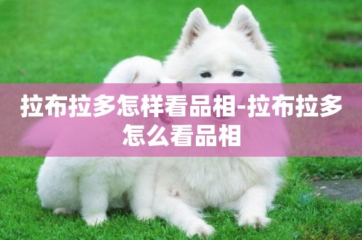 拉布拉多怎樣看品相-拉布拉多怎么看品相