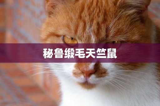 秘魯緞毛天竺鼠