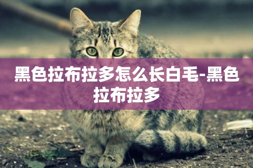 黑色拉布拉多怎么長白毛-黑色拉布拉多