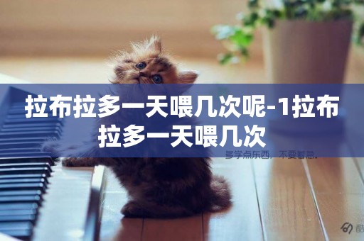 拉布拉多一天喂幾次呢-1拉布拉多一天喂幾次