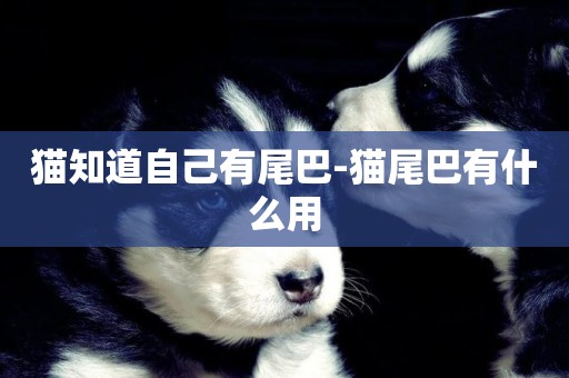 貓知道自己有尾巴-貓尾巴有什么用