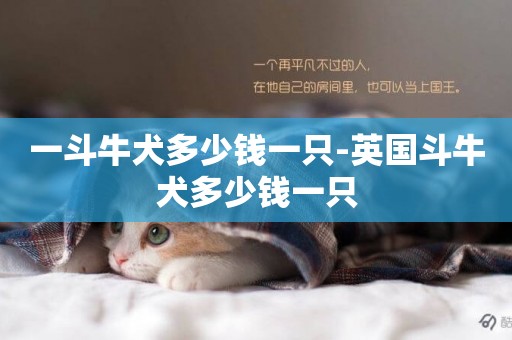一斗牛犬多少錢一只-英國斗牛犬多少錢一只
