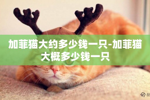 加菲貓大約多少錢一只-加菲貓大概多少錢一只