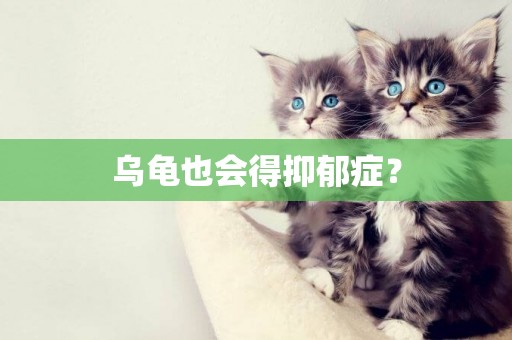 烏龜也會得抑郁癥？