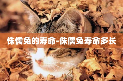 侏儒兔的壽命-侏儒兔壽命多長