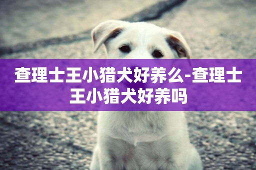 查理士王小獵犬好養么-查理士王小獵犬好養嗎