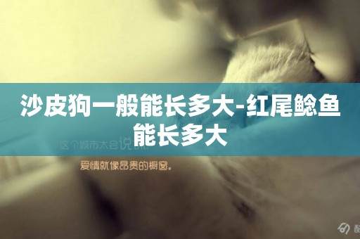 沙皮狗一般能長多大-紅尾鯰魚能長多大