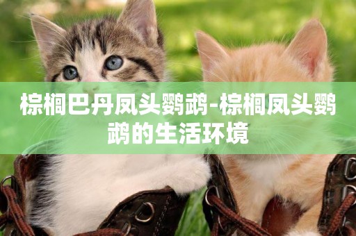棕櫚巴丹鳳頭鸚鵡-棕櫚鳳頭鸚鵡的生活環境