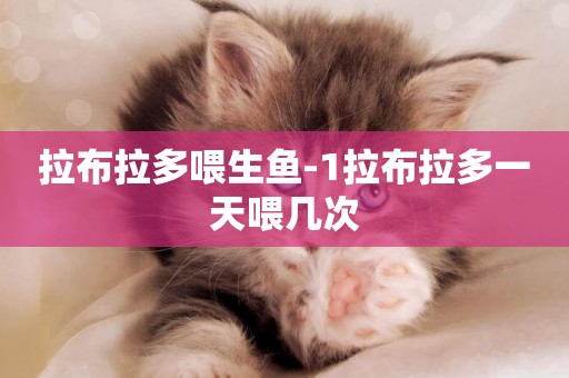 拉布拉多喂生魚-1拉布拉多一天喂幾次
