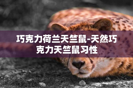 巧克力荷蘭天竺鼠-天然巧克力天竺鼠習性