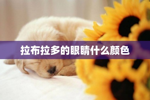 拉布拉多的眼睛什么顏色