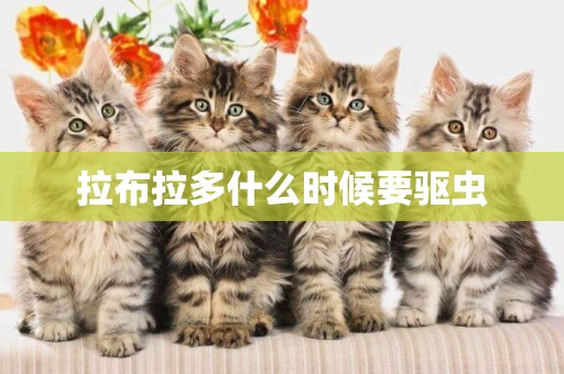 拉布拉多什么時候要驅蟲
