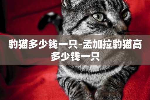 豹貓多少錢一只-孟加拉豹貓高多少錢一只