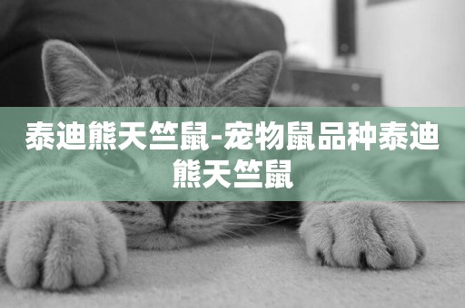 泰迪熊天竺鼠-寵物鼠品種泰迪熊天竺鼠
