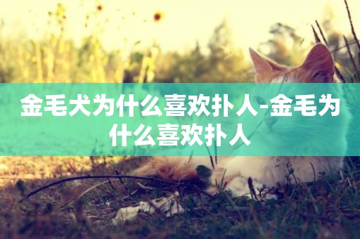 金毛犬為什么喜歡撲人-金毛為什么喜歡撲人