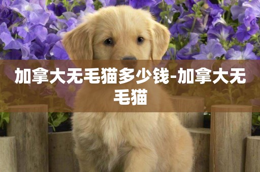 加拿大無毛貓多少錢-加拿大無毛貓