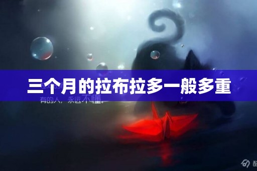 三個月的拉布拉多一般多重