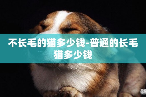 不長毛的貓多少錢-普通的長毛貓多少錢