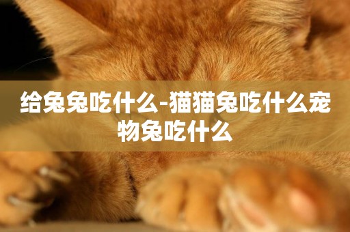 給兔兔吃什么-貓貓兔吃什么寵物兔吃什么