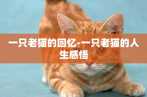 一只老貓的回憶-一只老貓的人生感悟