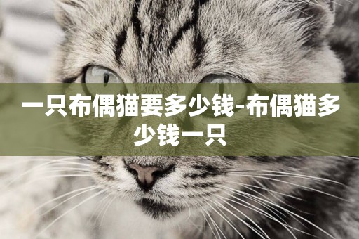 一只布偶貓要多少錢-布偶貓多少錢一只