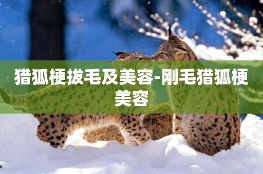 獵狐梗拔毛及美容-剛毛獵狐梗美容