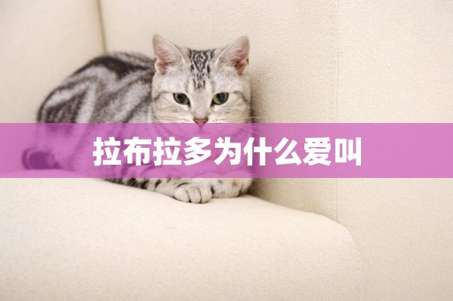 拉布拉多為什么愛叫
