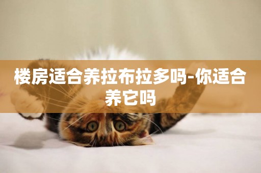 樓房適合養拉布拉多嗎-你適合養它嗎