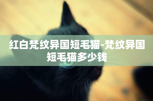 紅白梵紋異國短毛貓-梵紋異國短毛貓多少錢