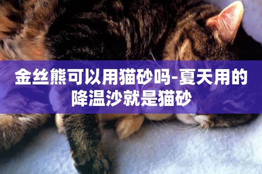 金絲熊可以用貓砂嗎-夏天用的降溫沙就是貓砂