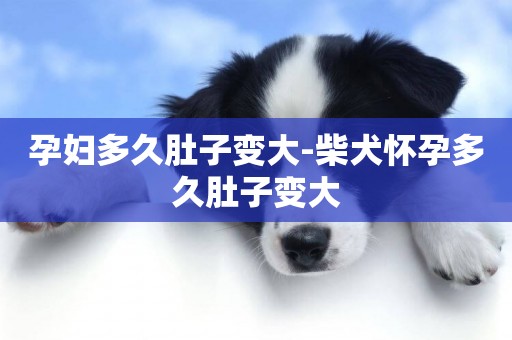 孕婦多久肚子變大-柴犬懷孕多久肚子變大