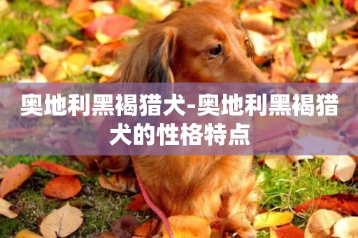奧地利黑褐獵犬-奧地利黑褐獵犬的性格特點