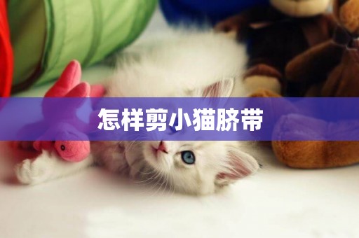 怎樣剪小貓臍帶