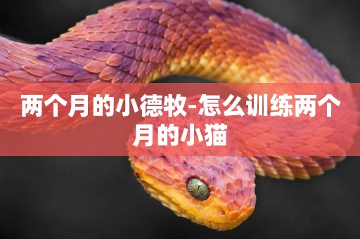 兩個月的小德牧-怎么訓練兩個月的小貓