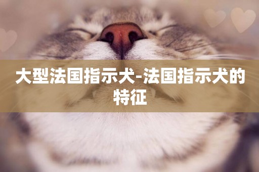 大型法國指示犬-法國指示犬的特征