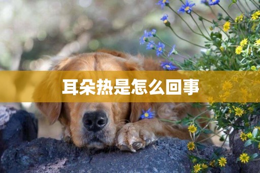 耳朵熱是怎么回事