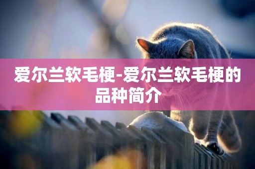 愛爾蘭軟毛梗-愛爾蘭軟毛梗的品種簡介