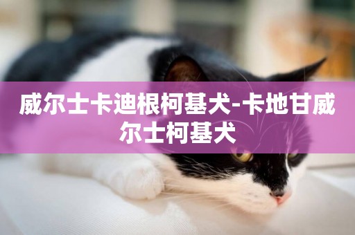 威爾士卡迪根柯基犬-卡地甘威爾士柯基犬