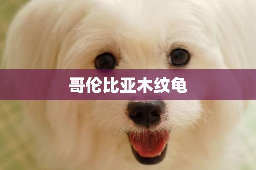 哥倫比亞木紋龜