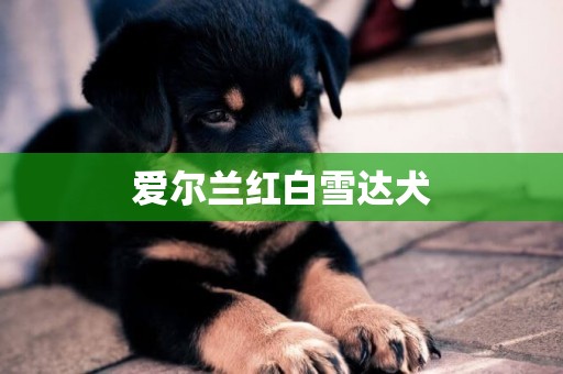 愛爾蘭紅白雪達犬