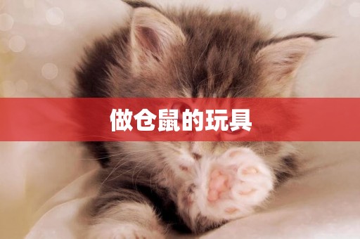 做倉鼠的玩具