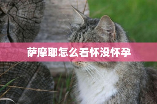 薩摩耶怎么看懷沒懷孕