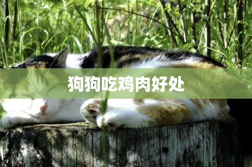 狗狗吃雞肉好處