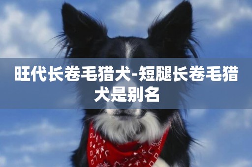旺代長卷毛獵犬-短腿長卷毛獵犬是別名