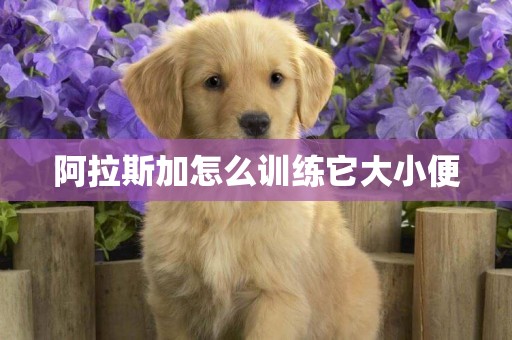 阿拉斯加怎么訓練它大小便