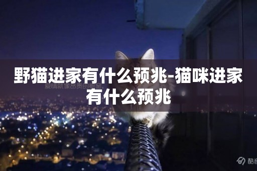 野貓進家有什么預兆-貓咪進家有什么預兆