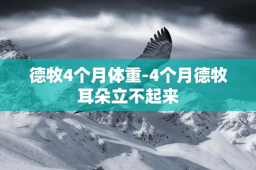 德牧4個月體重-4個月德牧耳朵立不起來