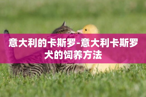 意大利的卡斯羅-意大利卡斯羅犬的飼養方法